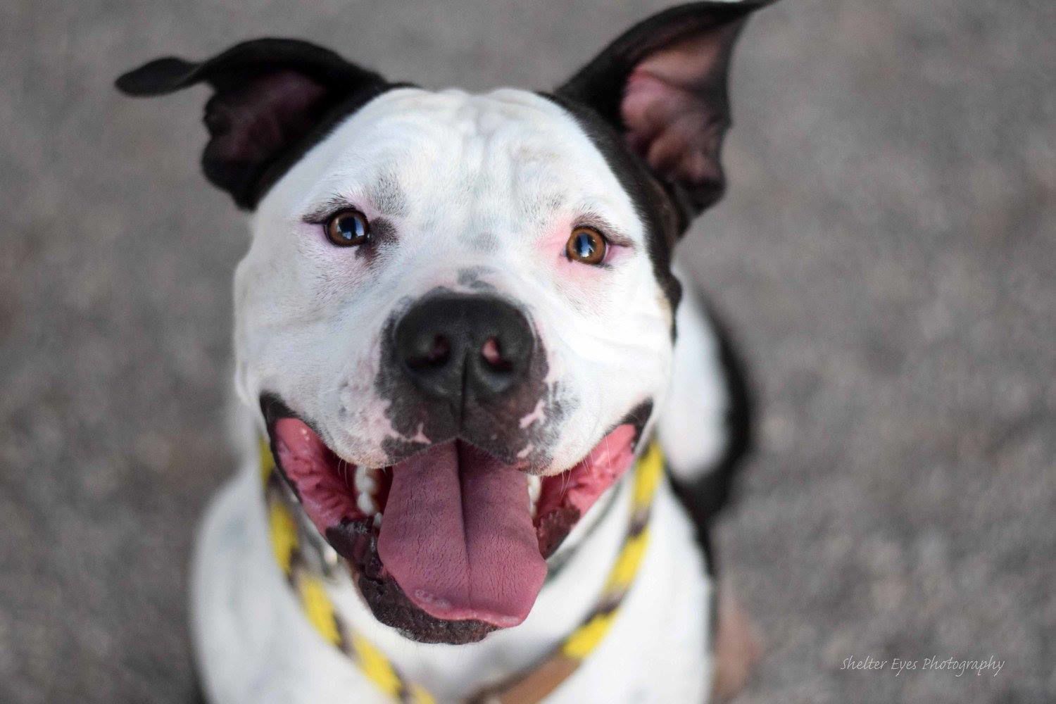 Adopt a friend: Stick